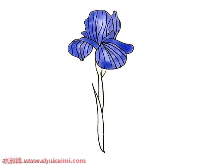 鸢尾花怎么画 鸢尾花简笔画简单易画彩色