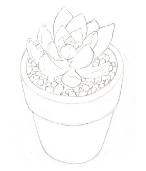 多肉简笔画 多肉简笔画图片大全