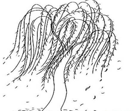 柳树简笔画 柳树简笔画图片带颜色