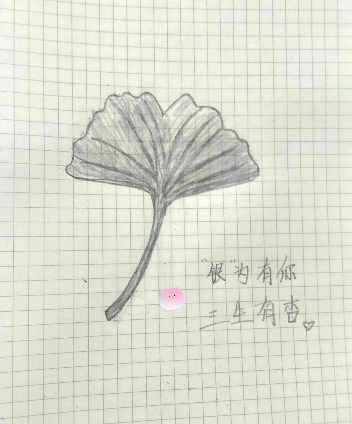 银杏叶简笔画 银杏树简笔画简单又好看