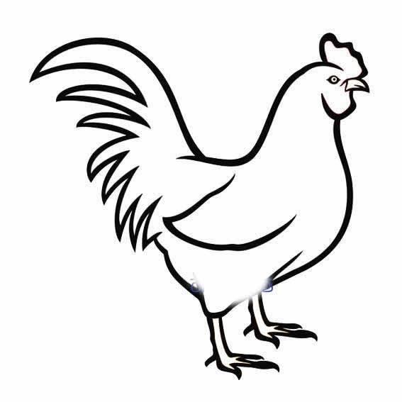 公鸡的简笔画