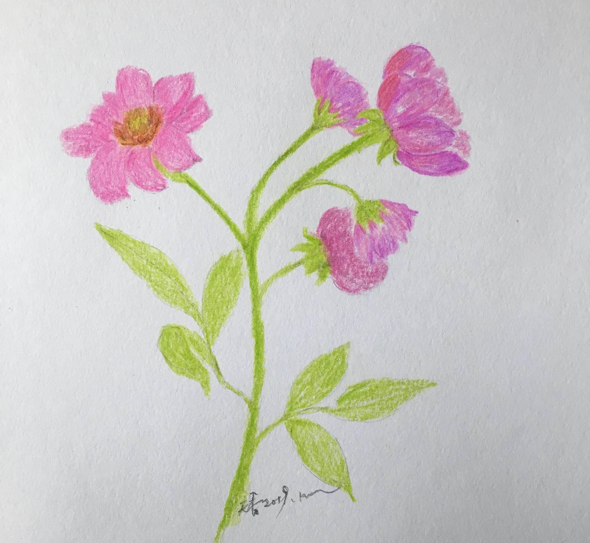 花朵简笔画彩色 春天花朵简笔画彩色