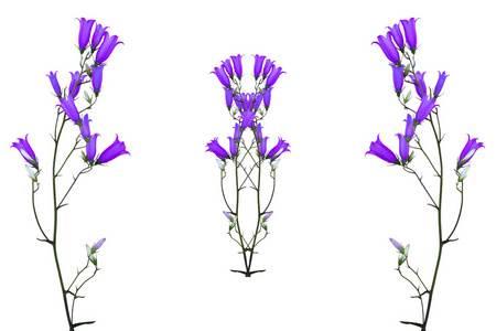 紫茉莉简笔画 紫茉莉简笔画彩色