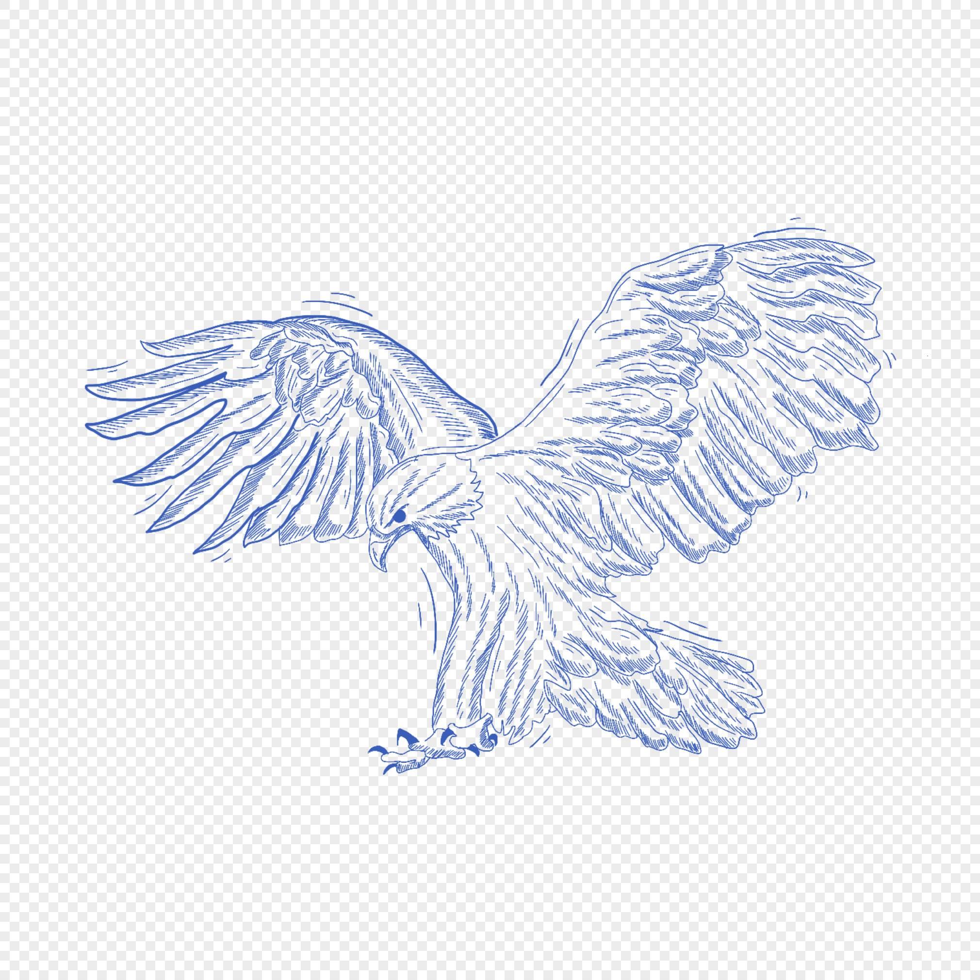 鹰简笔画 鹰简笔画图片