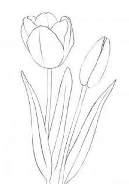 郁金香简笔画 郁金香简笔画图片