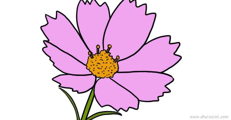 秋英花儿童画怎么画 秋英花简笔画简单