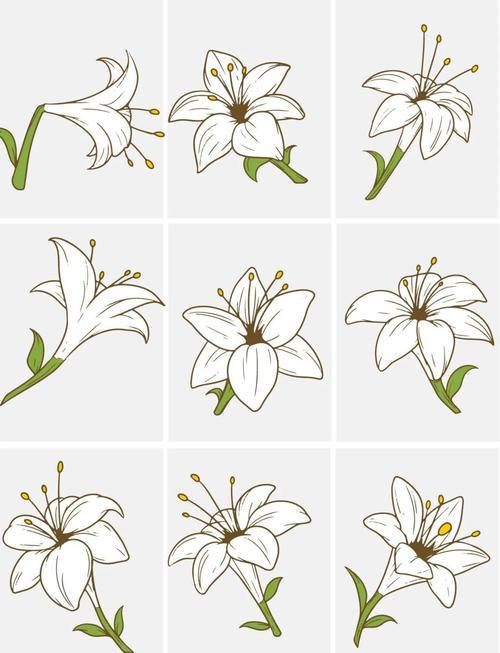 百合花简笔画与意义