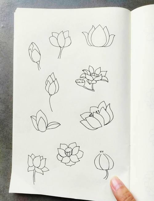 荷花简笔画教程从花蕾到莲蓬