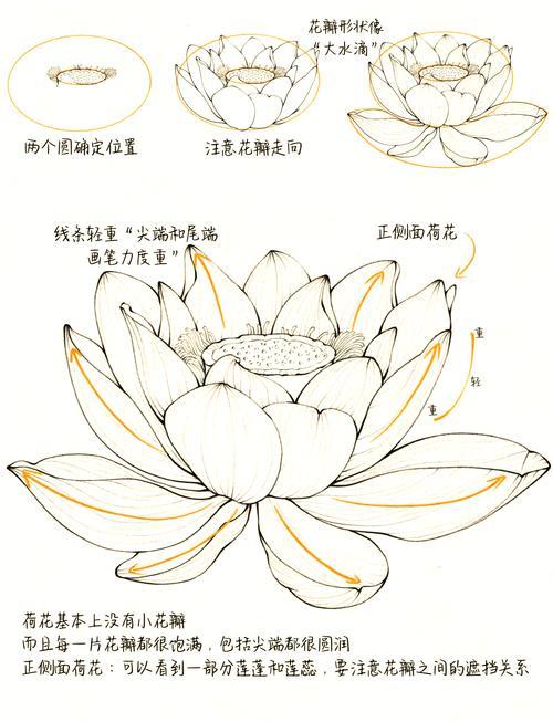 零基础也能画荷花步骤拆解教程