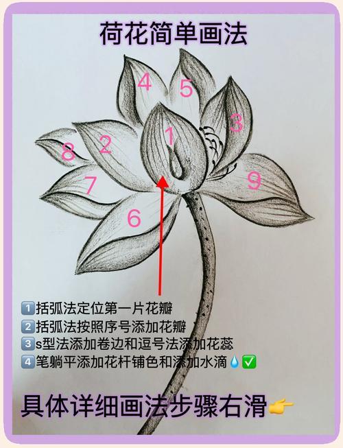 零基础也能画的荷花简笔画步骤详解