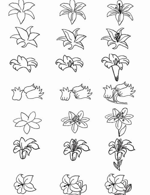 黑白简笔画百合花知识