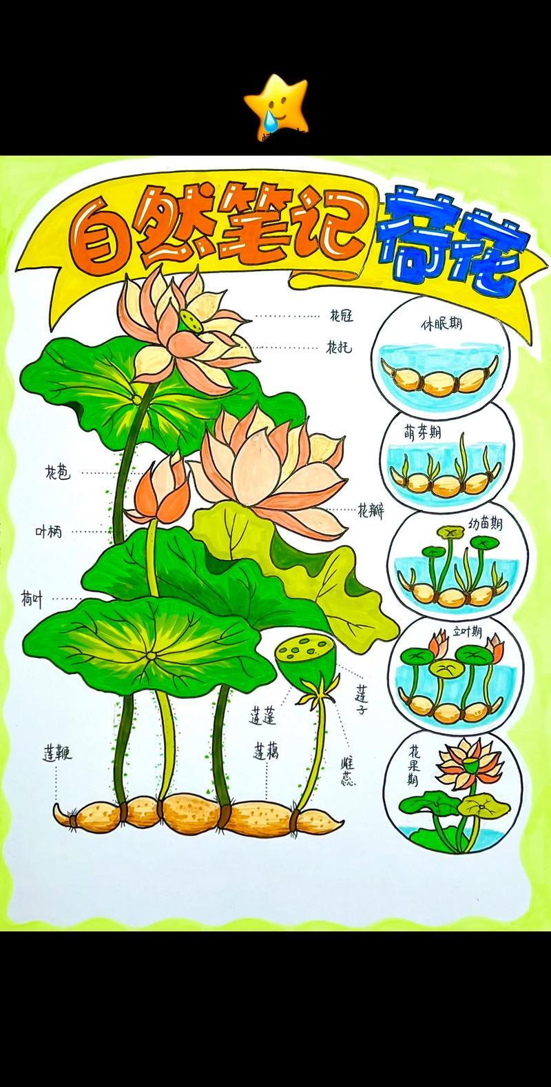 自然笔记荷花来啦观察植物的生长辣椒螳螂自然笔记植物抖音