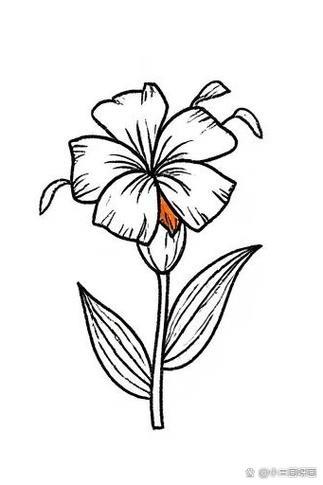 枯萎的花简笔画