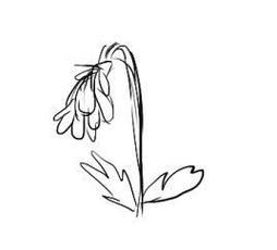 枯萎的花草简笔画