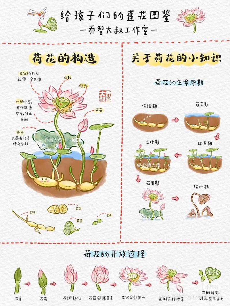 莲花图鉴夏天是一个好吃好玩又好看的季节除了虫鸣戏水和抖音