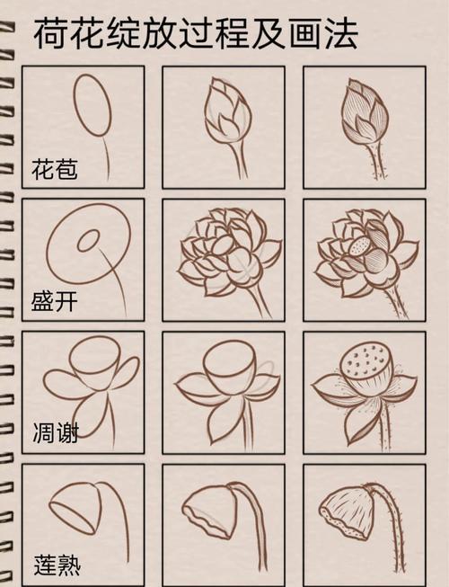 零基础学画画荷花成长过程绘制全攻略