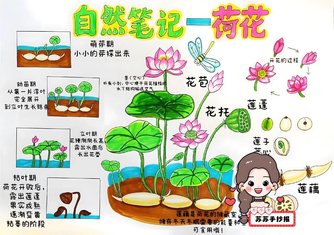自然笔记荷花的一生详细步骤手抄报抖音