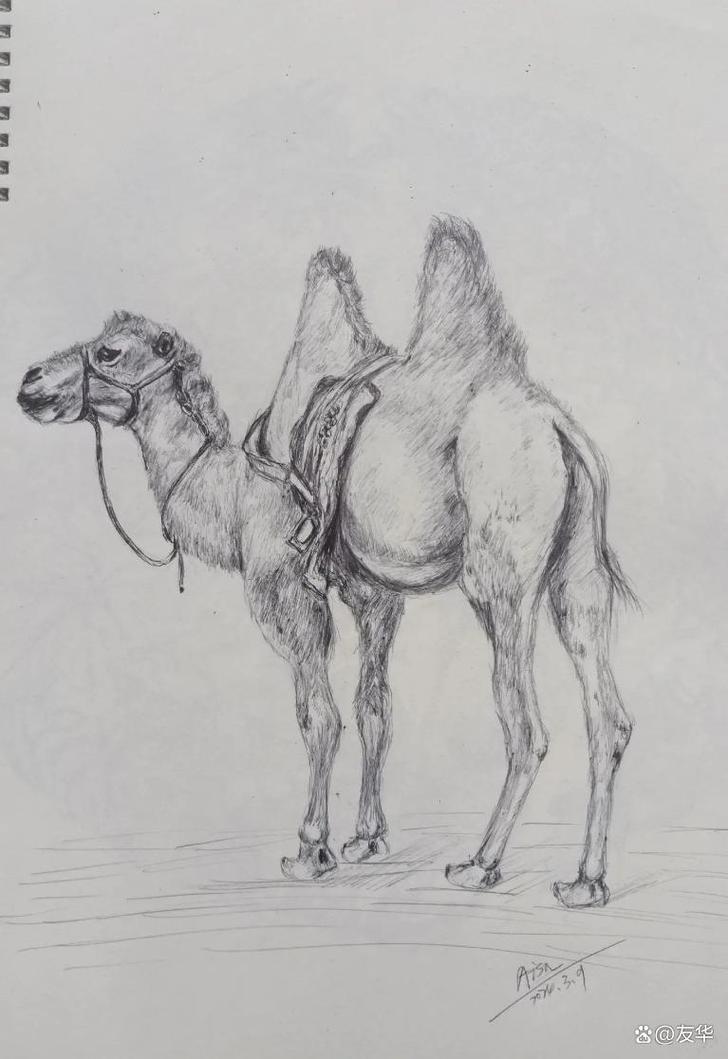 骆驼简笔画绘制技巧