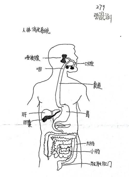 我们的寒假作业手绘人体系统预习课本新章
