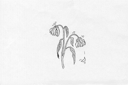 玫瑰枯萎简笔画快要枯掉玫瑰花简笔画爱个性