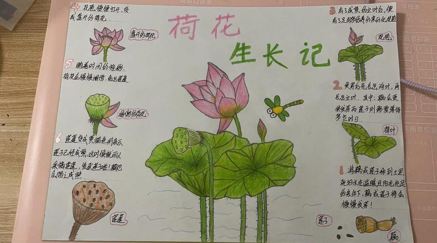 今天我们就来聊聊如何画荷花的生长过程虽然这个过程可能会让人觉得