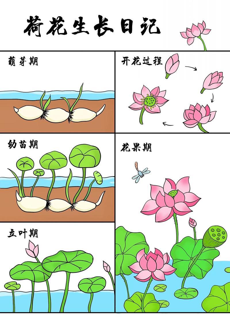 荷花成长记录荷花儿童画图文伙伴计划2024荷花简笔抖音