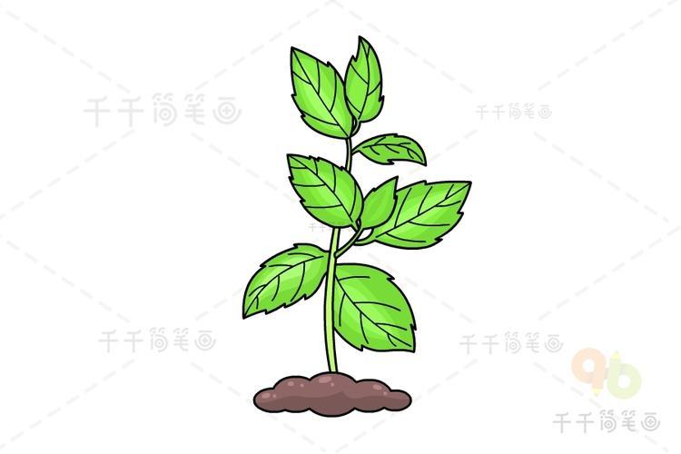 薄荷简笔画