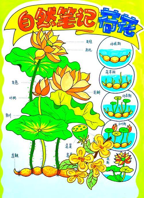 荷花生长过程全解析