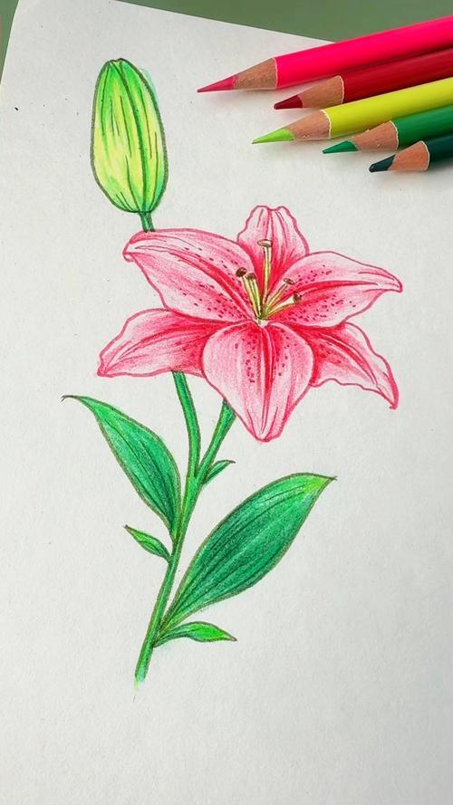画朵百合花送给祝节日快乐