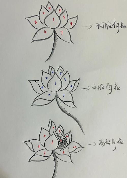分享零基础简单画荷花画法步骤笔记心得按照序号顺序依次画