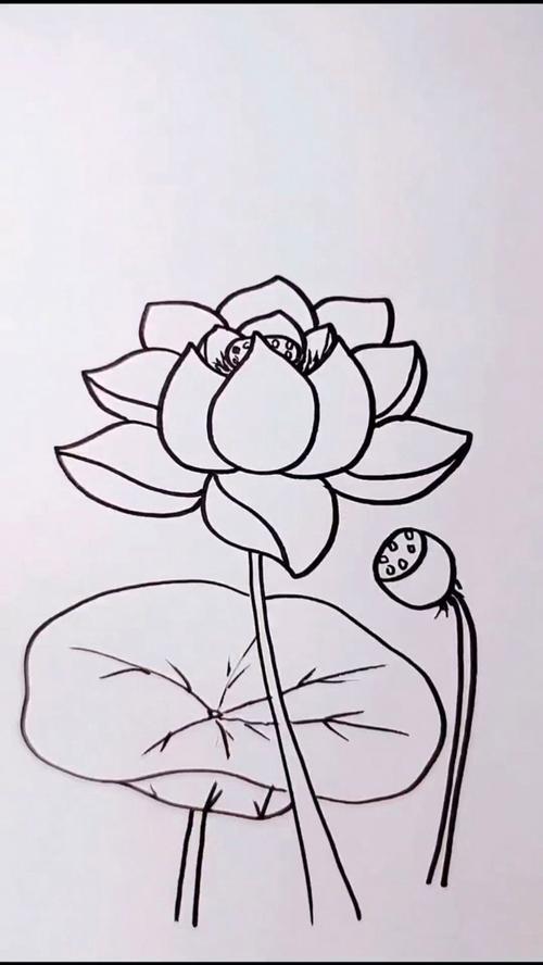 荷花简笔画喜欢的收藏