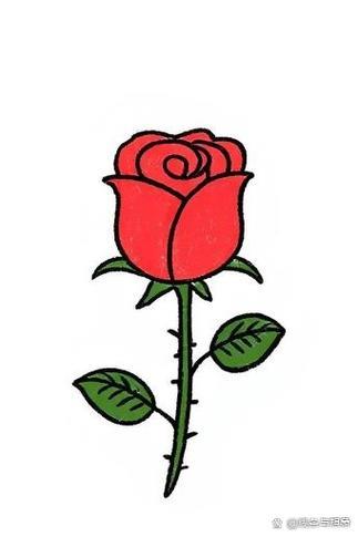 月季花简笔画来啦