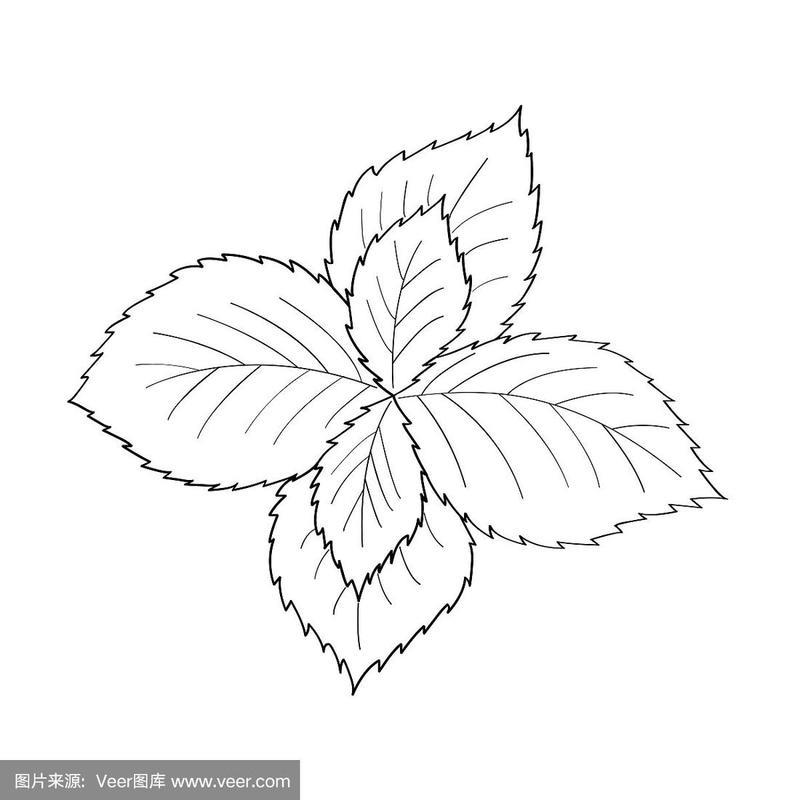 薄荷