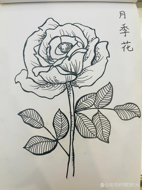 画100种花08月季花
