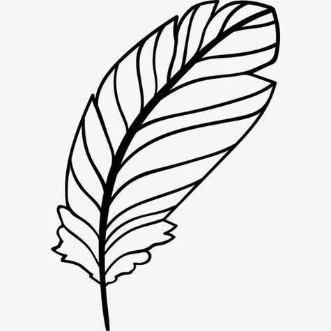 羽毛的简笔画
