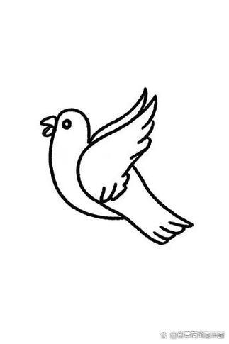 鸽子简笔画
